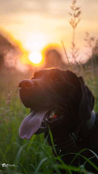 Der Hund im Sonnenuntergang
